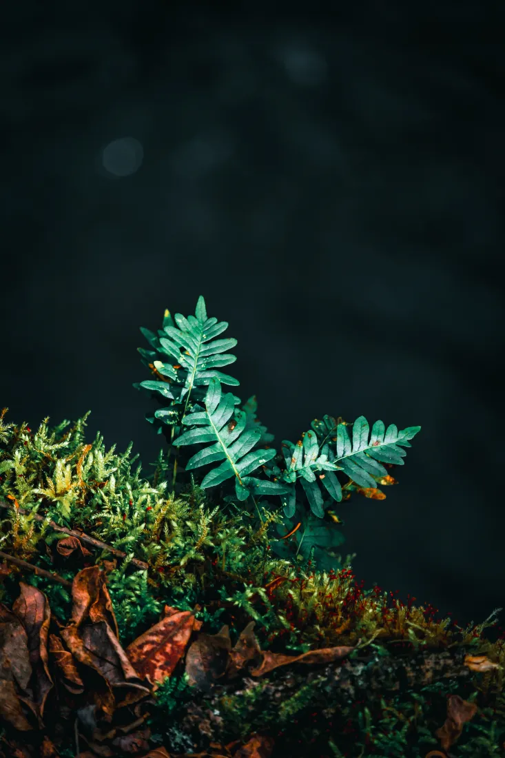 《绿色的》手机壁纸-蕨类植物背景-血管植物背景-鸵鸟蕨类植物「哲风壁纸」