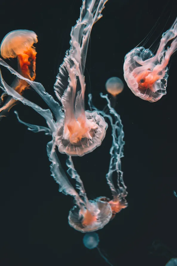 4k颜色壁纸 - 水母 - 海洋生物学 - 刺胞动物门「哲风壁纸」