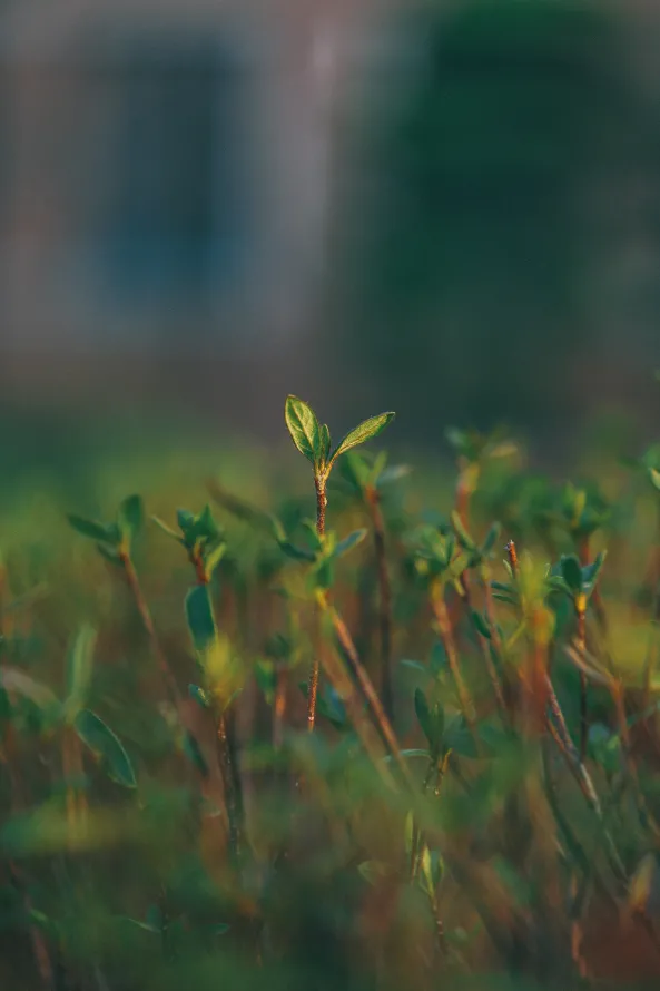 4k性质壁纸 - 草 - 植被 - 绿色的「哲风壁纸」