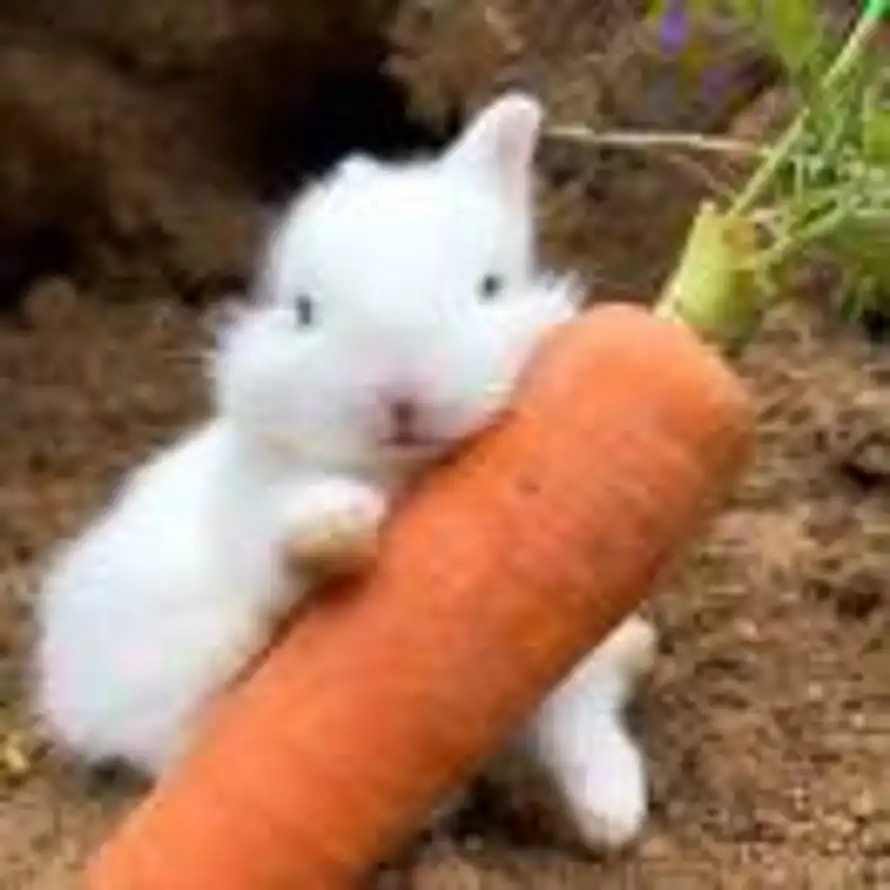 品茗观琉璃的头像