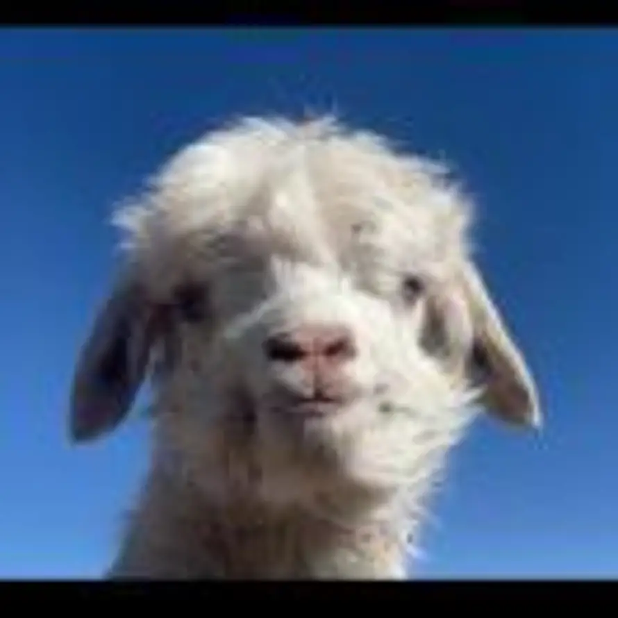 小绵羊的头像