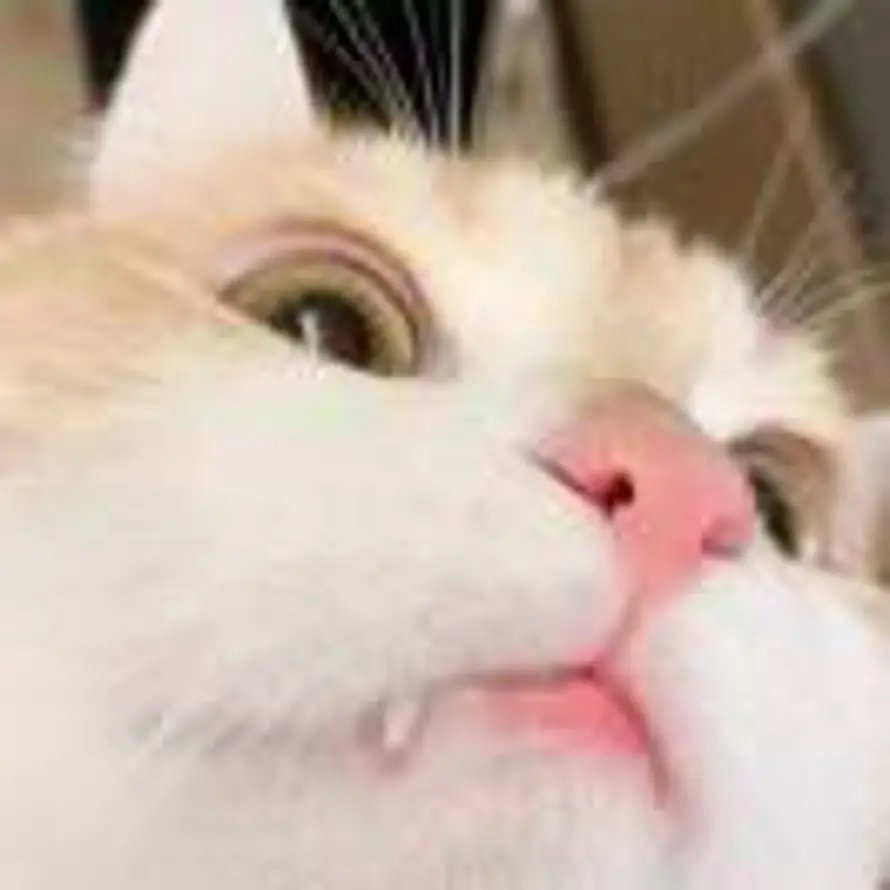 你瞅啥？的头像