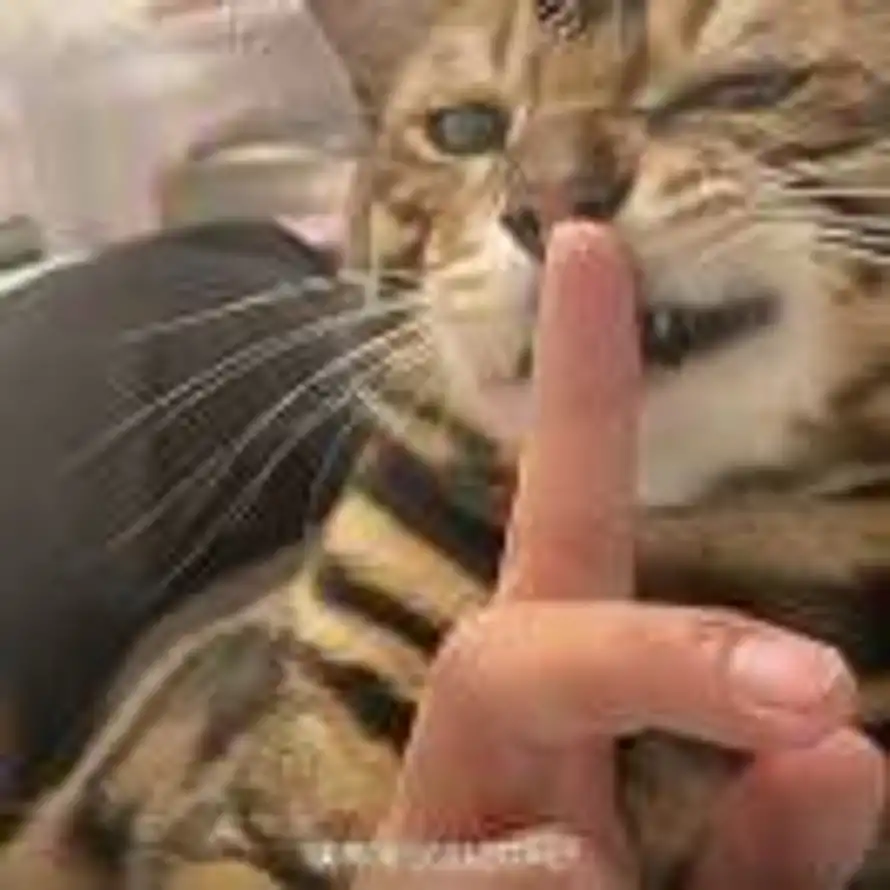 ?????的头像
