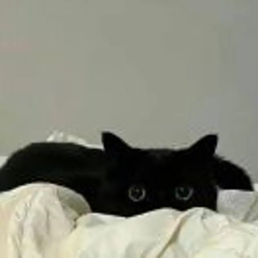 面条米饭馒头的用户头像 - 哲风壁纸