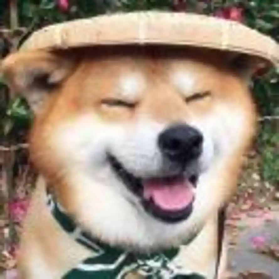 不见长安的头像