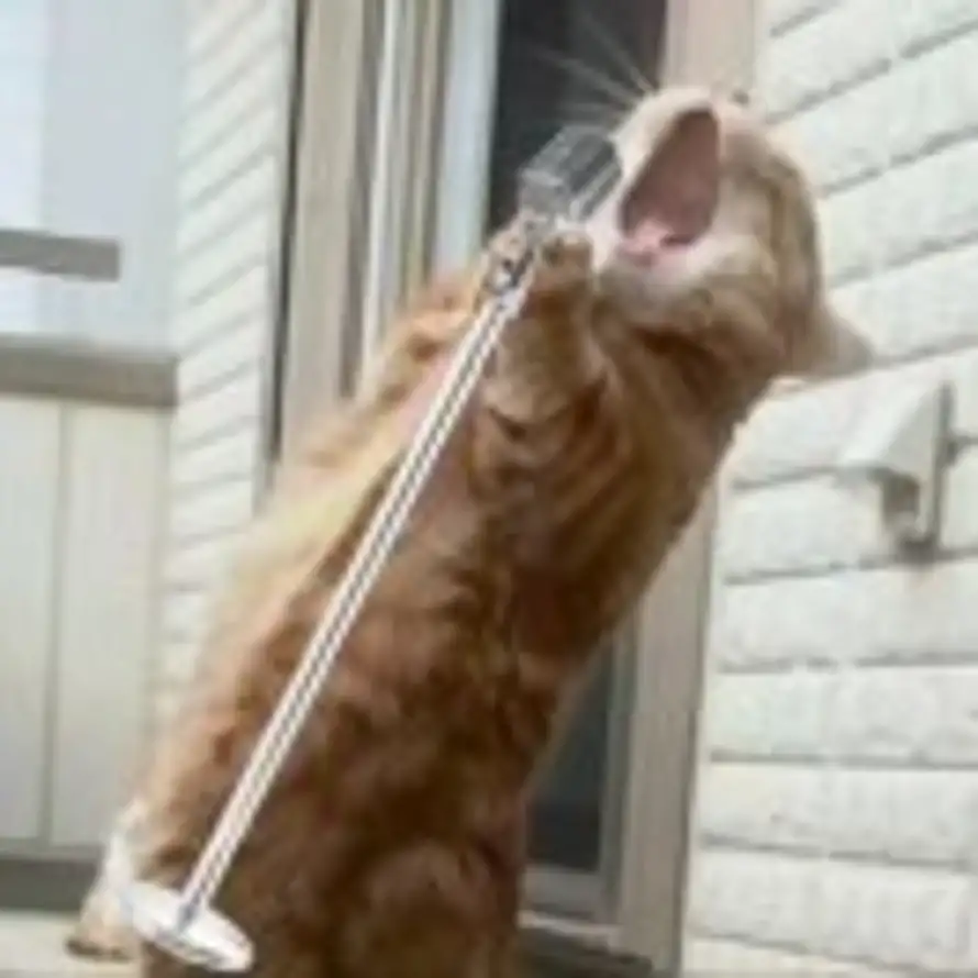 一直想要安静的头像