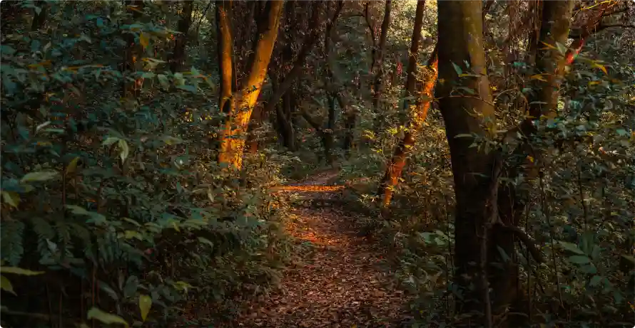 4k森林壁纸-诗意壁纸和风景-热门的壁纸「哲风壁纸」