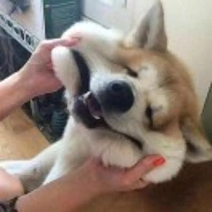 狗牙的头像
