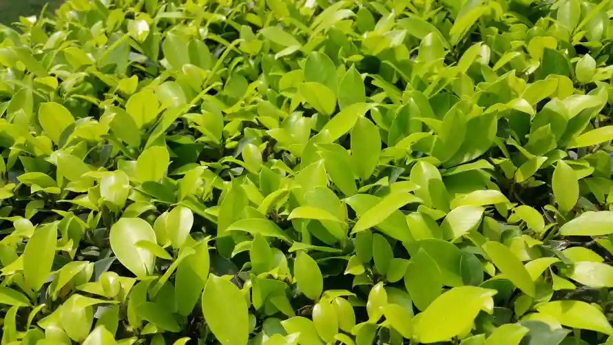 5k绿草壁纸-阳光照料与草丛-免费下载「哲风壁纸」