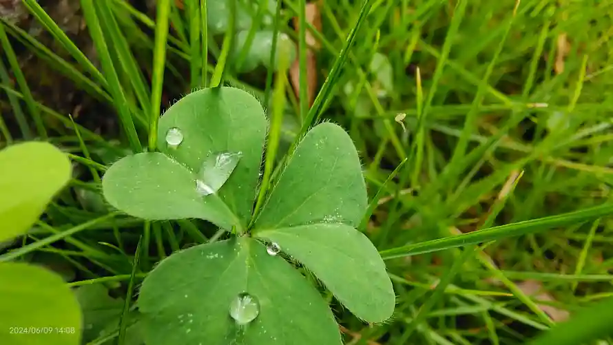 4k植物壁纸-绿色壁纸和-热门的壁纸「哲风壁纸」