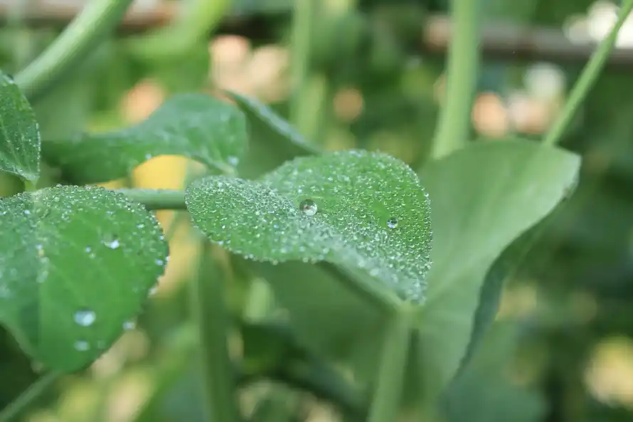 5k植物壁纸-绿色和-壁纸分享「哲风壁纸」