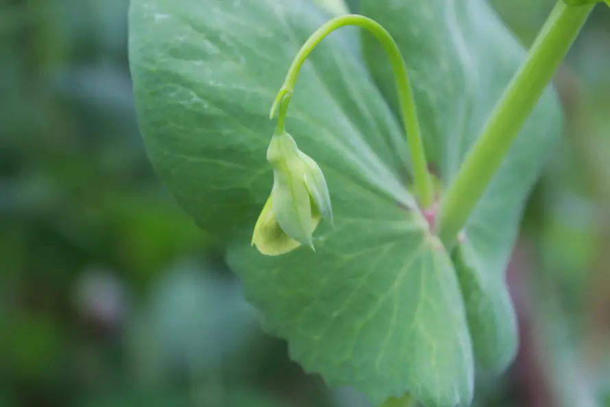 3k植物壁纸-绿色 - -热门的壁纸「哲风壁纸」