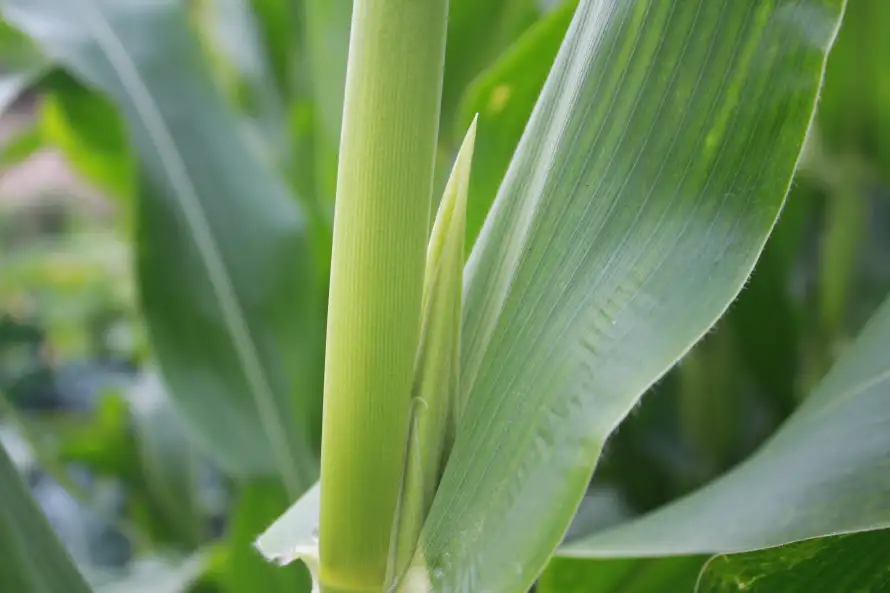 3k植物壁纸-绿色和-壁纸推荐「哲风壁纸」