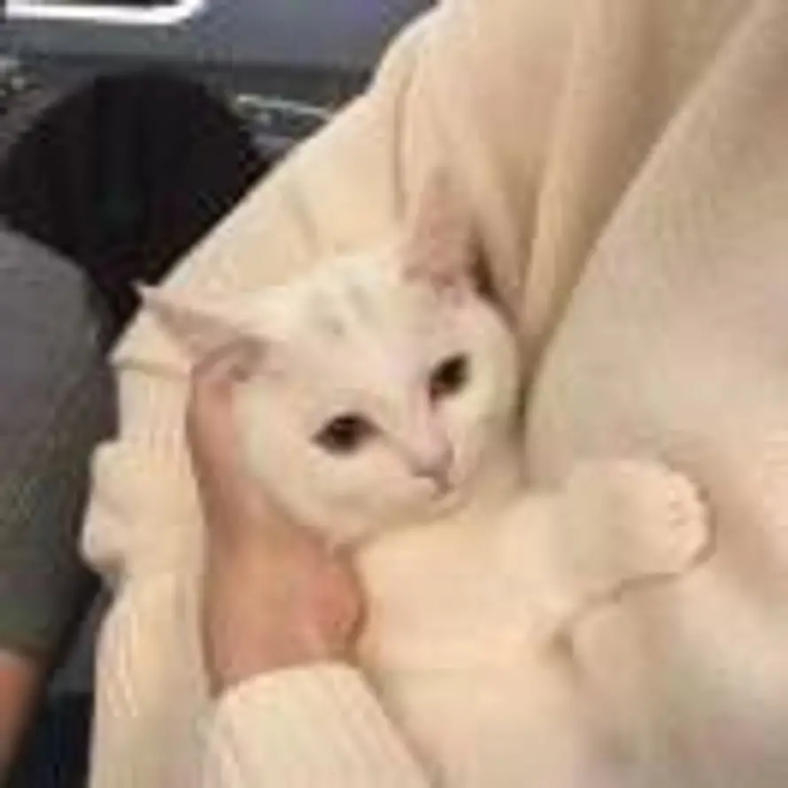 island的头像