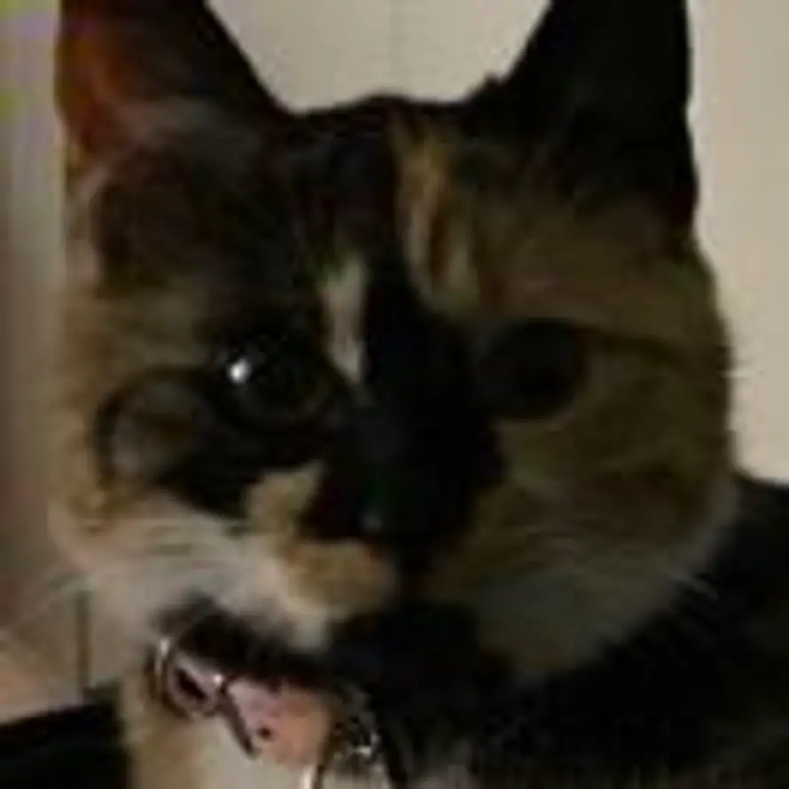 小狸猫叮当的头像