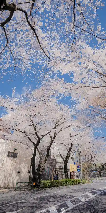 《风景》手机壁纸-竖屏背景-免费下载