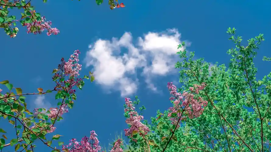 6k天空壁纸-春天壁纸和花-免费下载「哲风壁纸」