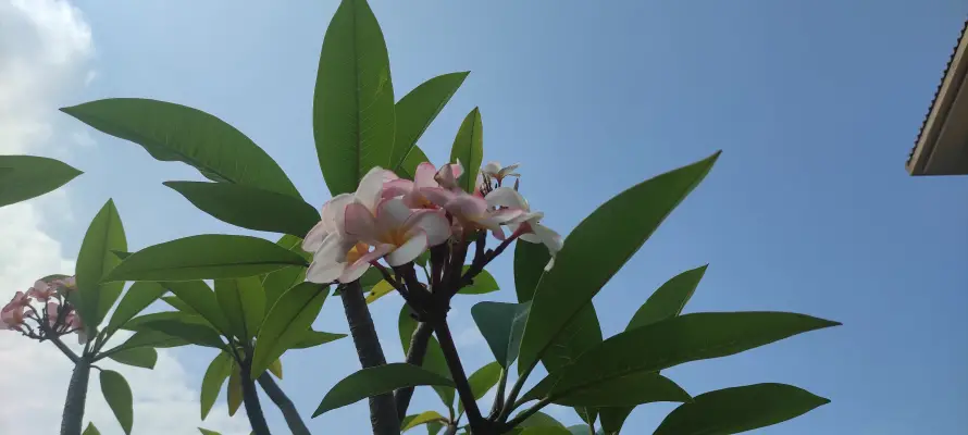 5k蓝天壁纸-花壁纸和-热门的壁纸「哲风壁纸」