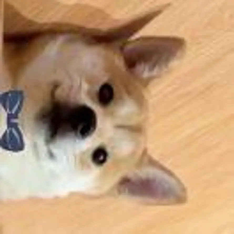 L的头像