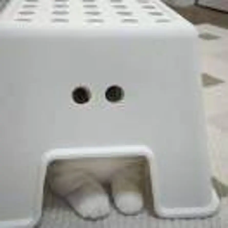 蒙牛孙孙乳的头像