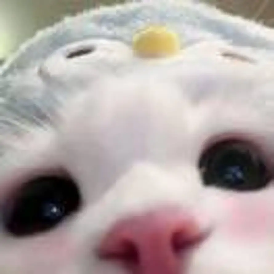 菲的头像