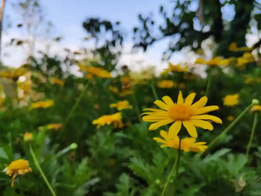 4k花朵壁纸-清新自然 - -免费下载「哲风壁纸」