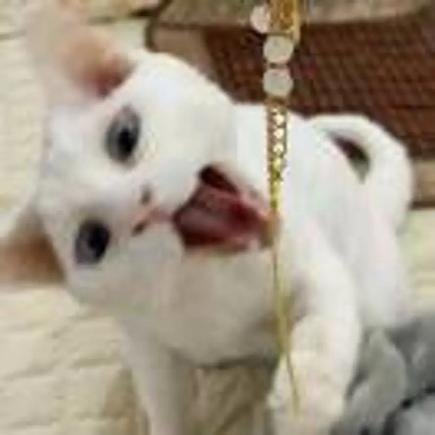 Hayashi的头像