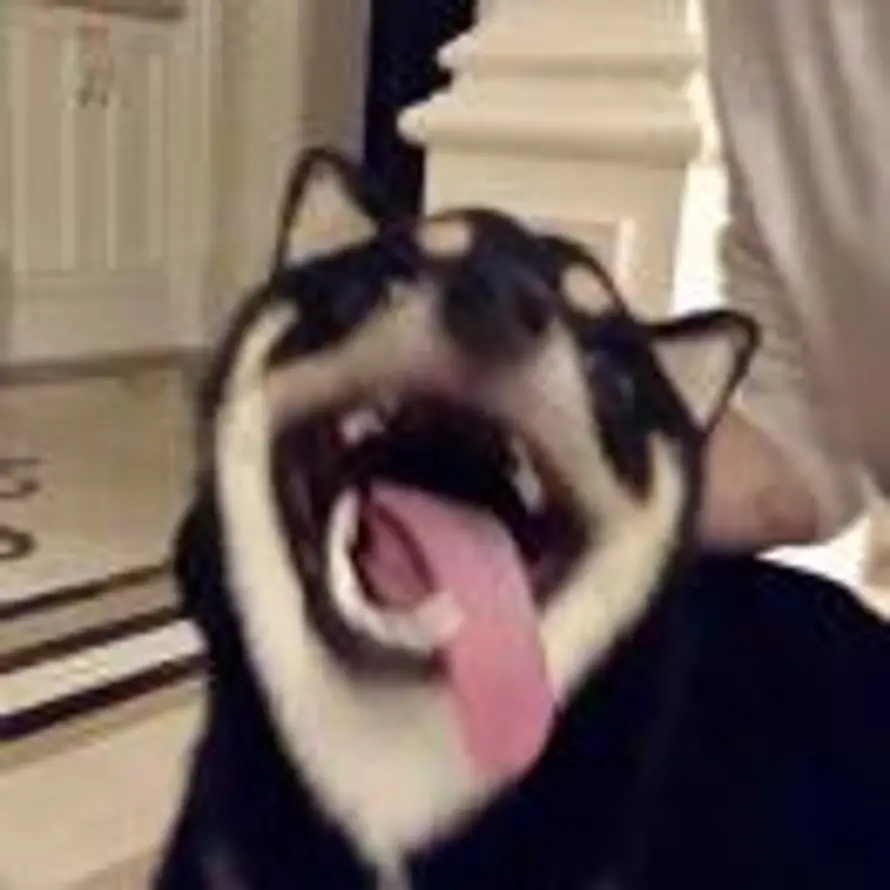 法外狂徒：张三的用户头像 - 哲风壁纸