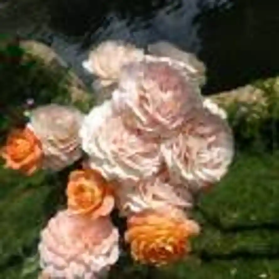 风和日丽的头像