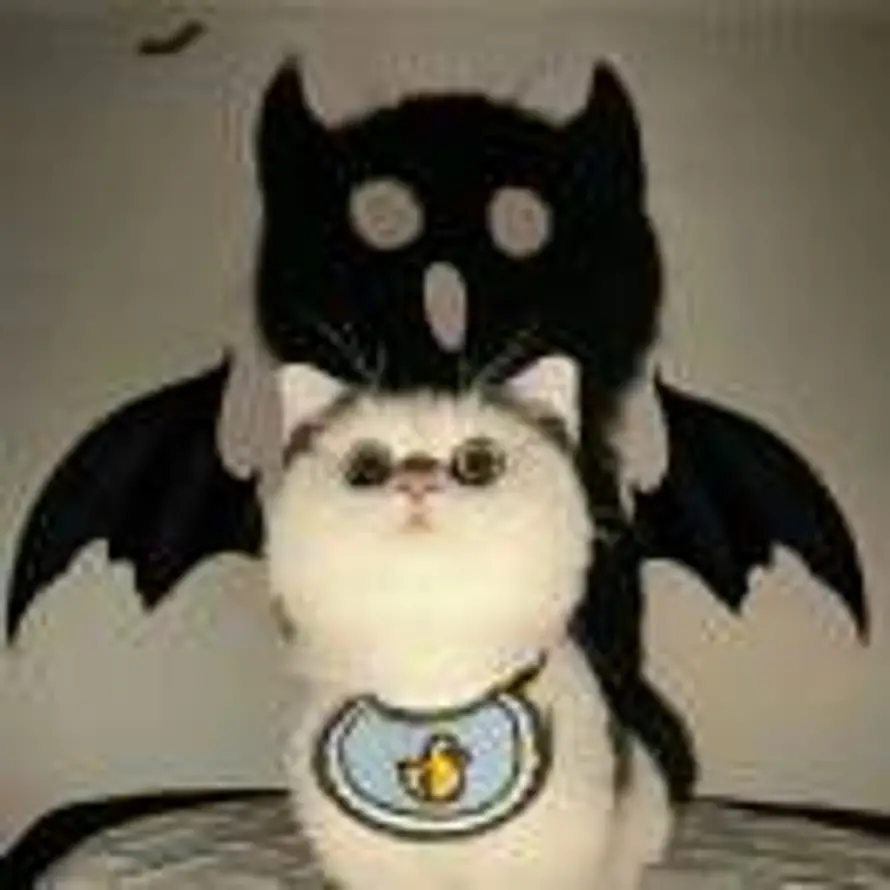 买个罐头吃西餐°的头像