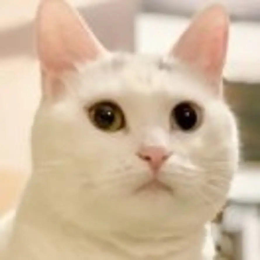 鸿琳有鸿运⸝*的头像