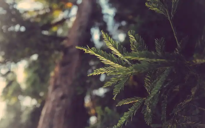 森林Forest的头像