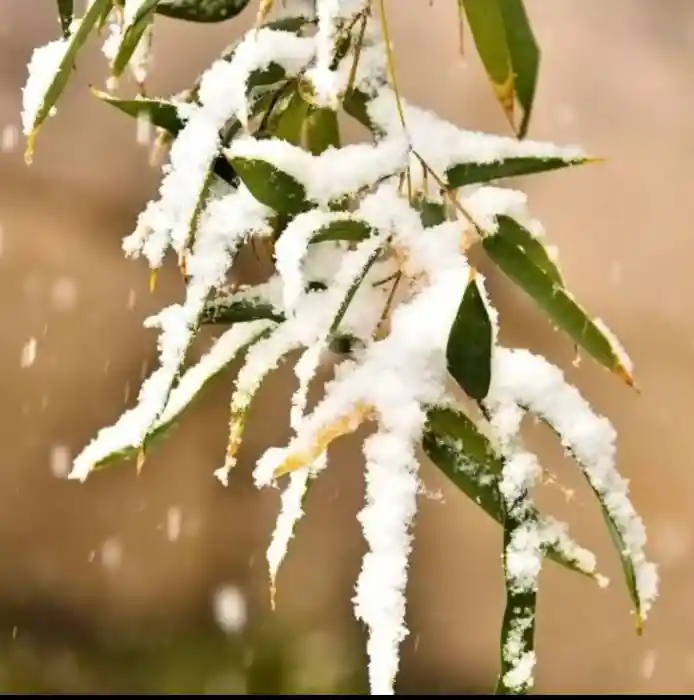 用户冬竹的头像