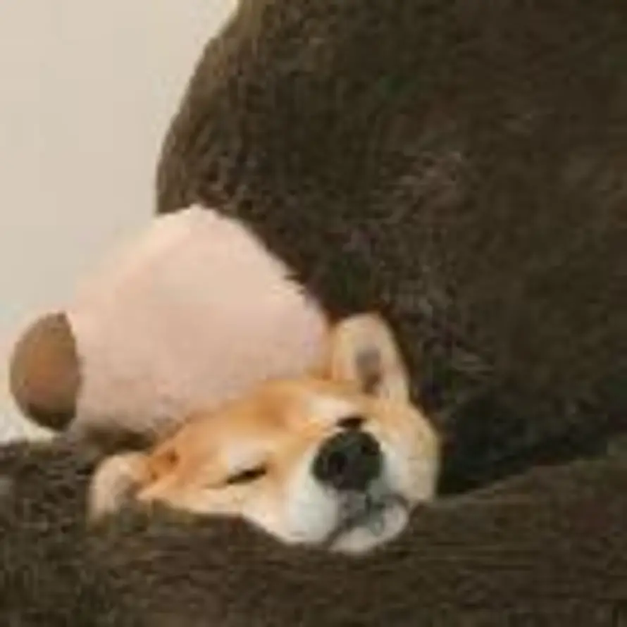 yolo的头像