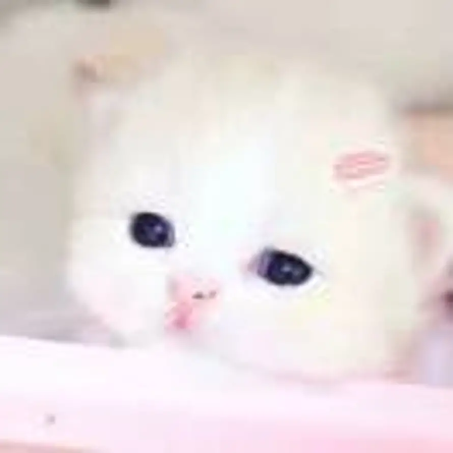 蛋糕腦袋的头像