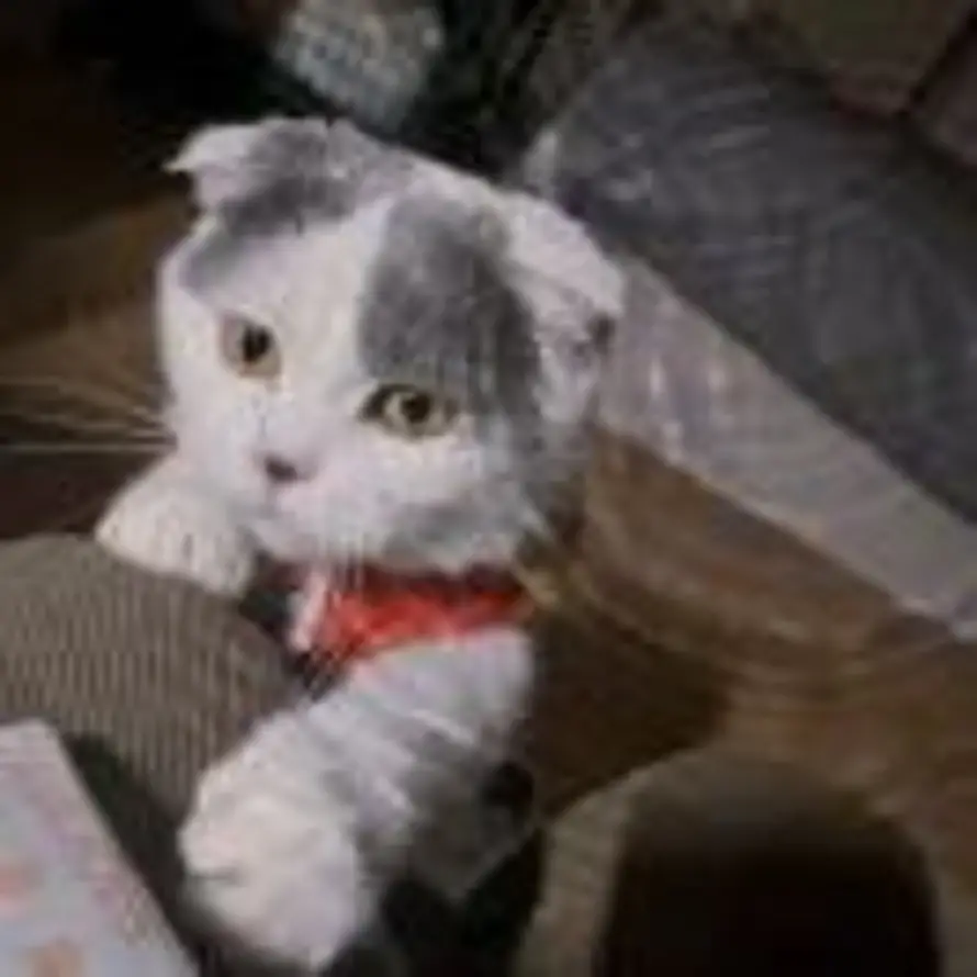 不吃辣星人的头像