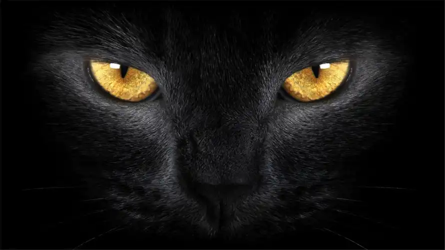 2k神秘壁纸-黑猫与酷炫-热门的壁纸「哲风壁纸」
