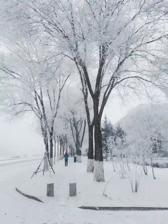 4k雪天壁纸 - 雪 - 雪景 - 下雪了「哲风壁纸」