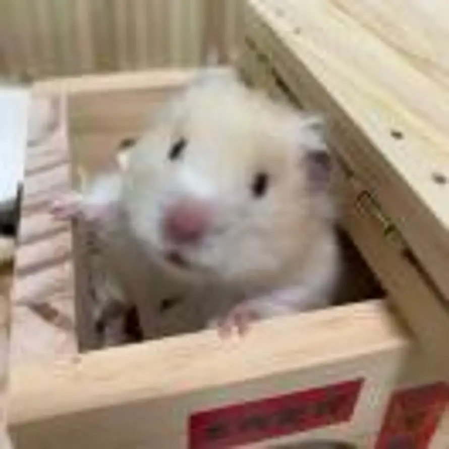 吃鱼吗的头像