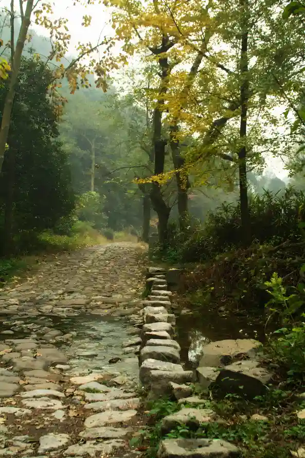 4k山林壁纸 - 山野 - 幽林 - 石径「哲风壁纸」