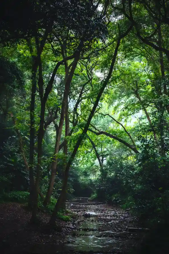 4k山林壁纸 - 山野 - 森林 - 自然景象「哲风壁纸」