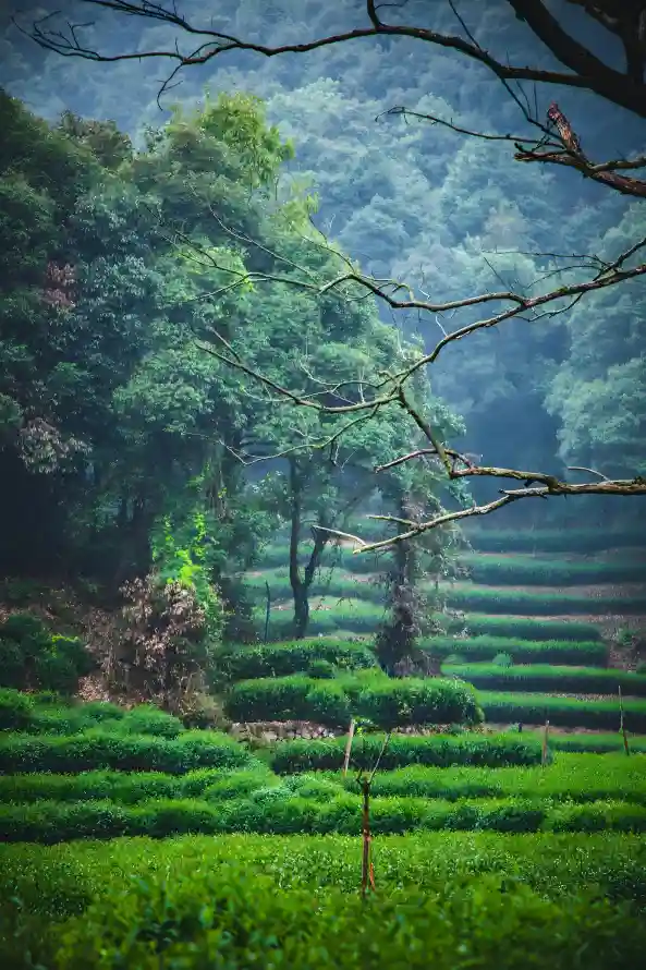 4k乡村壁纸 - 山林 - 绿色 - 茶园「哲风壁纸」