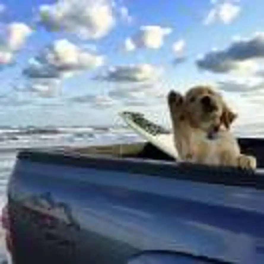 苏的用户头像 - 哲风壁纸