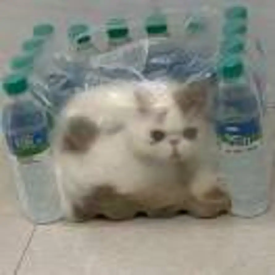 孙。。的头像