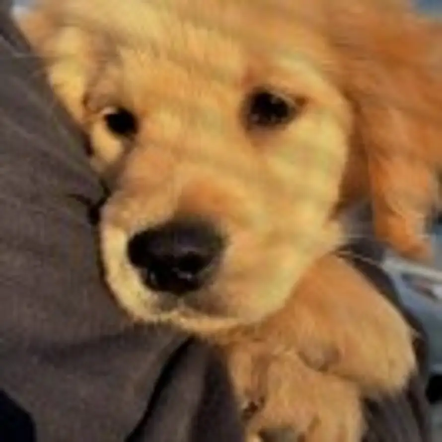 朝乾夕惕|初心熠耀的头像