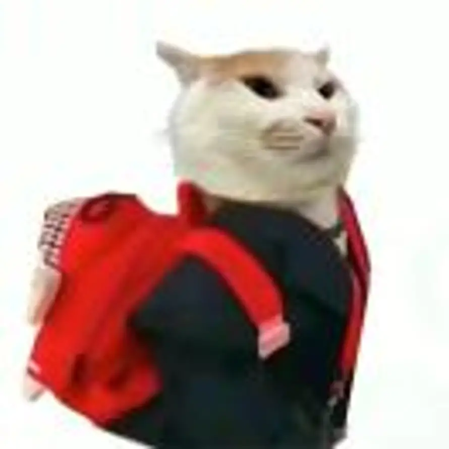 内向猫猫头的头像