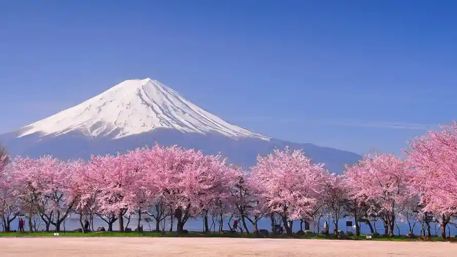 2k樱花壁纸-富士山和雪山-春季景色免费下载「哲风壁纸」