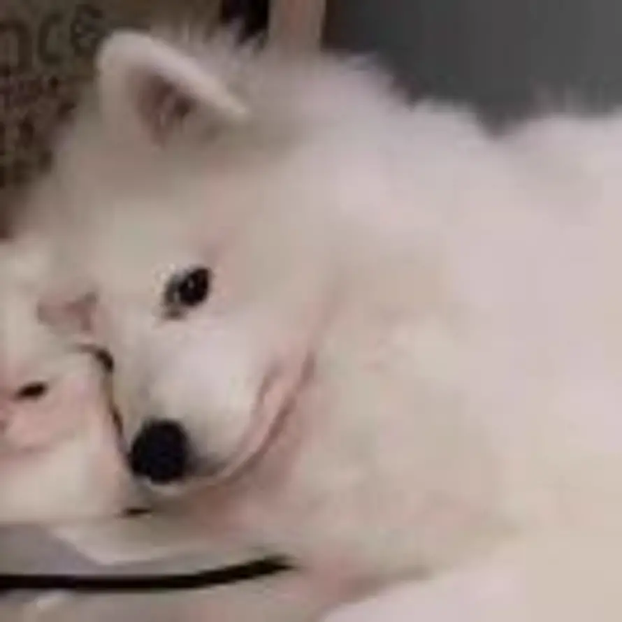 观潮的头像
