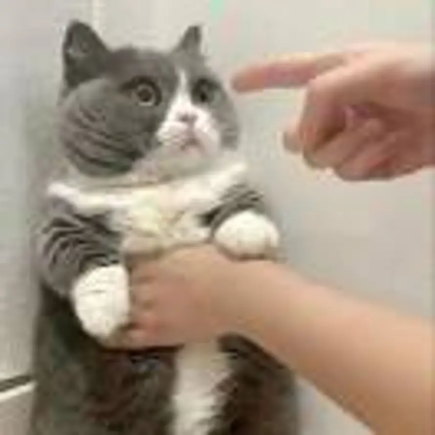 话未完、的头像