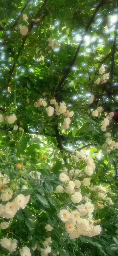 花手机壁纸｜浪漫花景背景图片 - 唯美花卉「哲风壁纸」